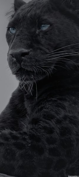  عکس جگوار سیاه