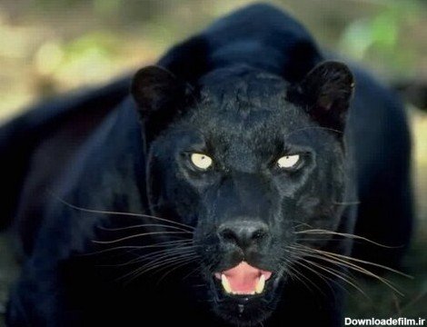  عکس جگوار سیاه