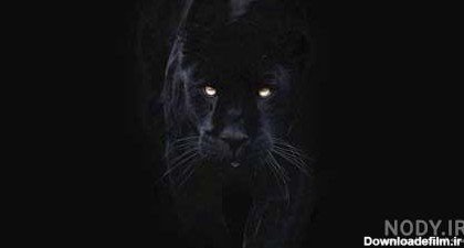 عکس جگوار سیاه برای پروفایل