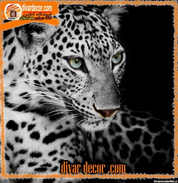  عکس جگوار سیاه برای پروفایل