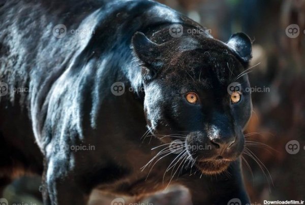  عکس جگوار سیاه برای پروفایل