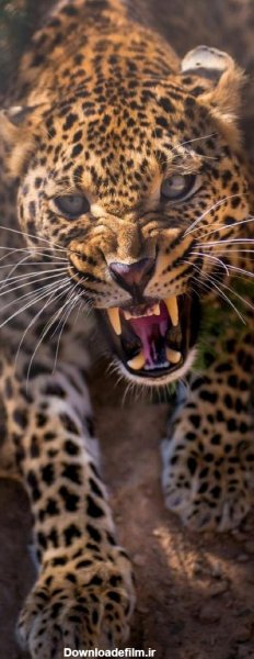  عکس جگوار سیاه برای پروفایل