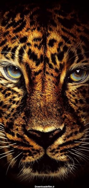  عکس جگوار سیاه برای پروفایل