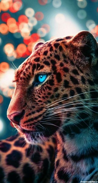  عکس جگوار سیاه برای پروفایل