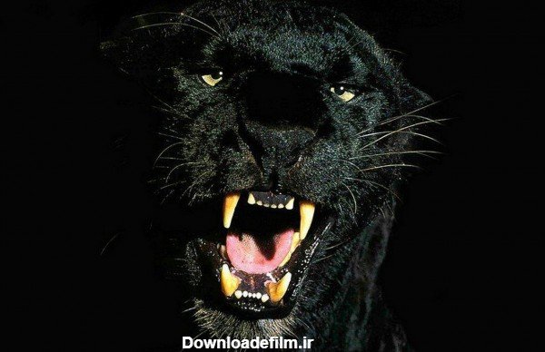  عکس جگوار سیاه برای پروفایل