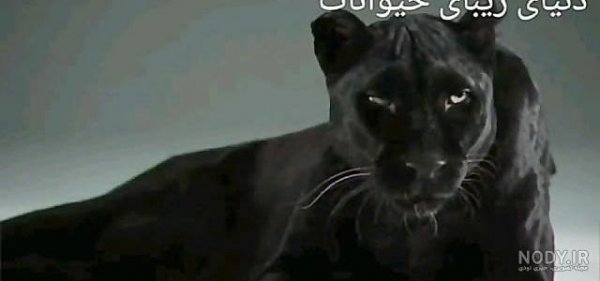  عکس جگوار سیاه وحشی