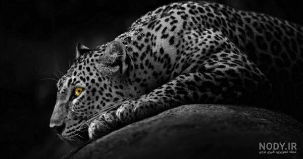  عکس جگوار سیاه وحشی