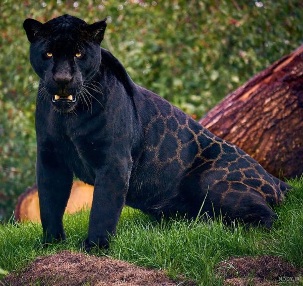  عکس جگوار سیاه وحشی