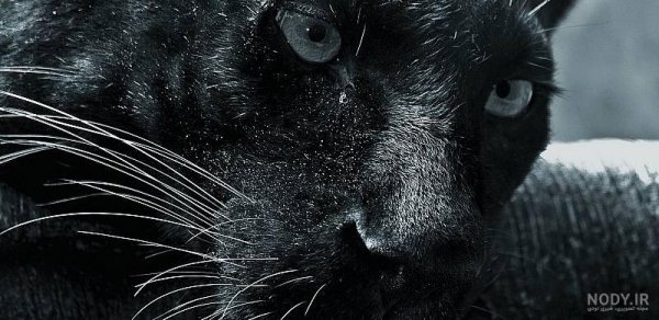  عکس جگوار سیاه وحشی