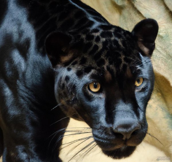  عکس جگوار سیاه وحشی