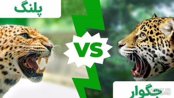  عکس جگوار سیاه وحشی