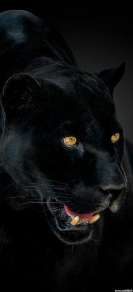  عکس جگوار برای پروفایل