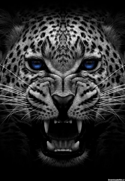  عکس جگوار برای پروفایل