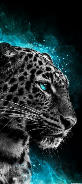  عکس جگوار برای پروفایل