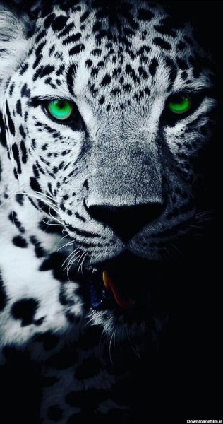  عکس جگوار برای پروفایل