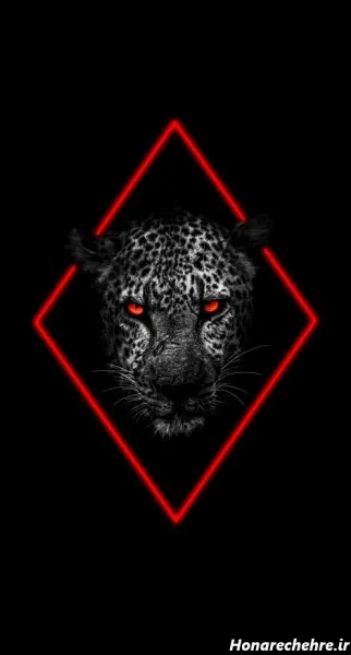  عکس ببر سیاه خفن