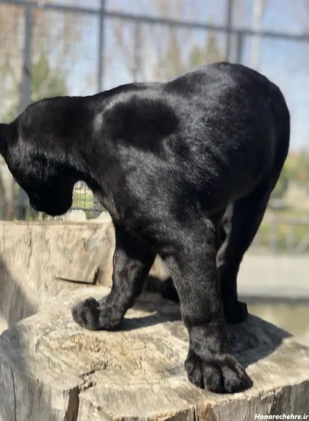  عکس پلنگ سیاه