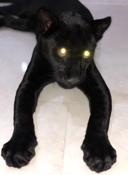  عکس پلنگ سیاه