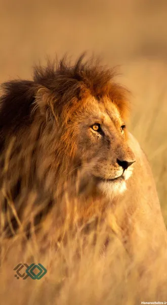  والپیپر حیوانات