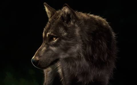  دانلود عکس حیوانات با کیفیت 4k