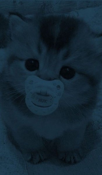 عکس حیوانات وحشی و اهلی