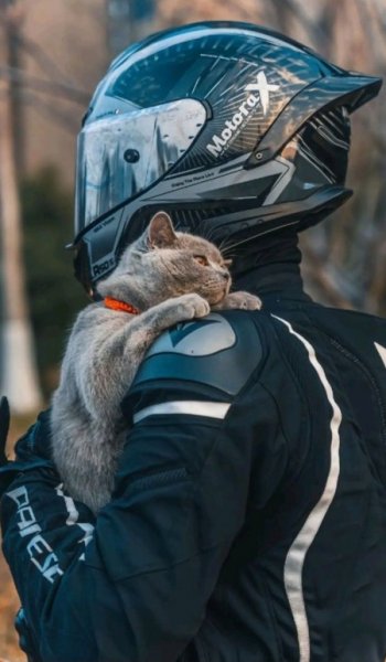 عکس حیوانات وحشی و اهلی