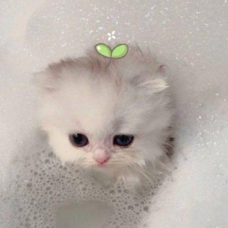  عکس حیوانات خانگی بامزه