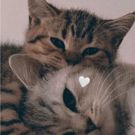  عکس حیوانات خانگی بامزه