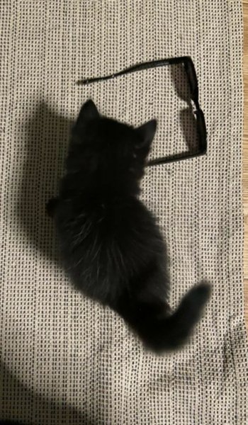  عکس حیوانات خانگی بامزه