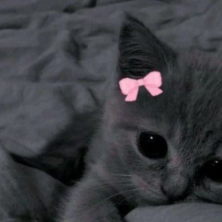  عکس حیوانات خانگی بامزه