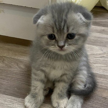  عکس حیوانات خانگی بامزه