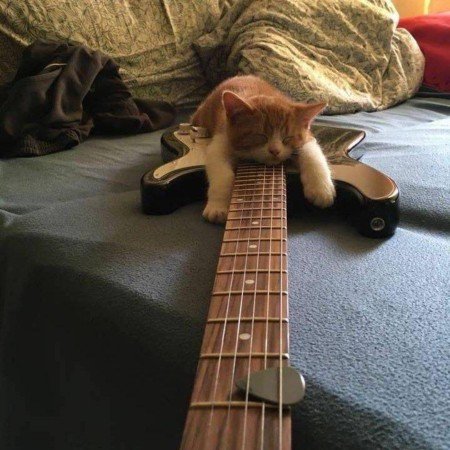 عکس حیوانات وحشی و اهلی