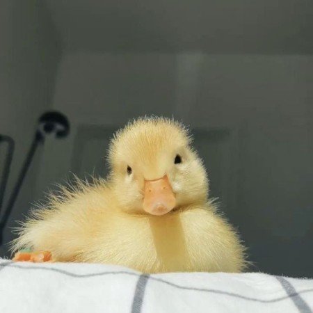 عکس حیوانات وحشی و اهلی