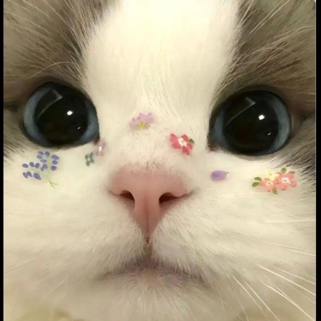 عکس حیوانات وحشی و اهلی