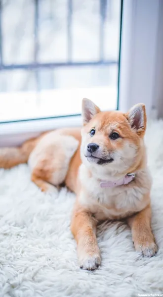  عکس سگهای بامزه و خوشگل