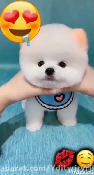  عکس سگهای بامزه و خوشگل