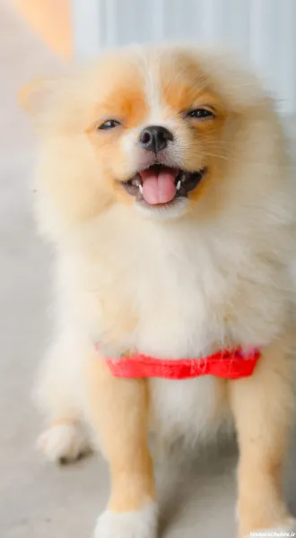  عکس سگهای بامزه و خوشگل