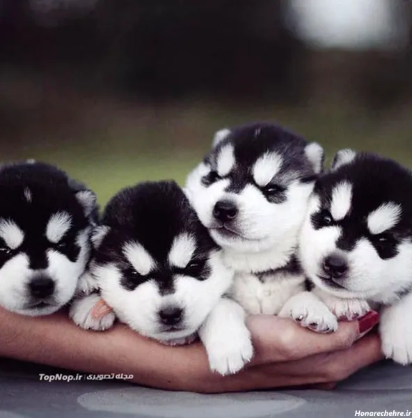  عکس سگهای بامزه و خوشگل