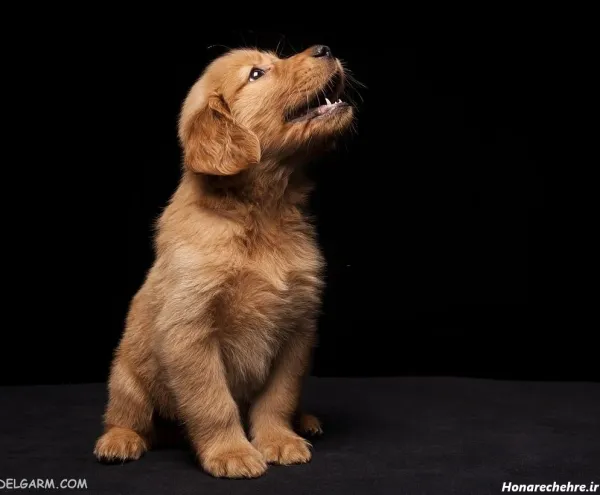  عکس سگهای بامزه و خوشگل