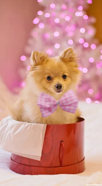  عکس سگهای بامزه و خوشگل