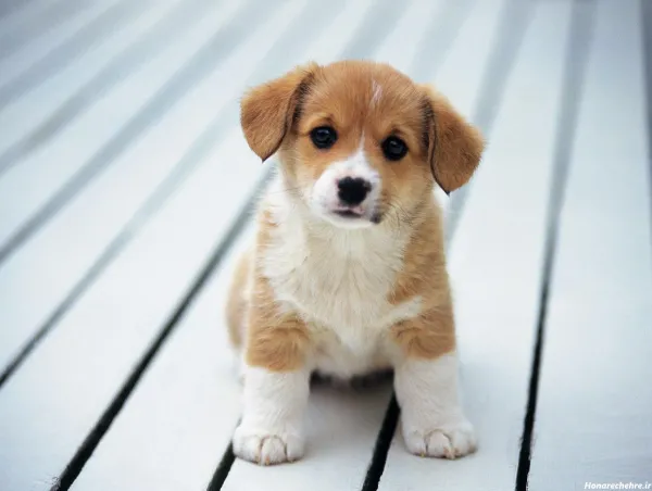 عکس سگهای بامزه و خوشگل
