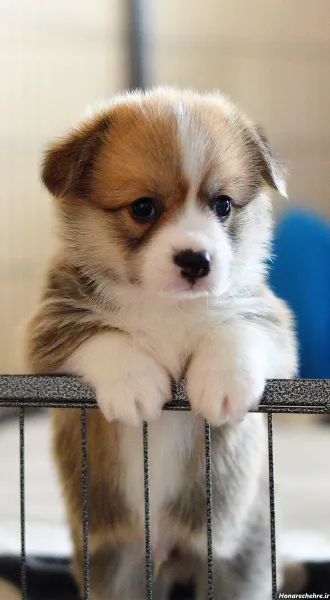  عکس سگهای بامزه و خوشگل