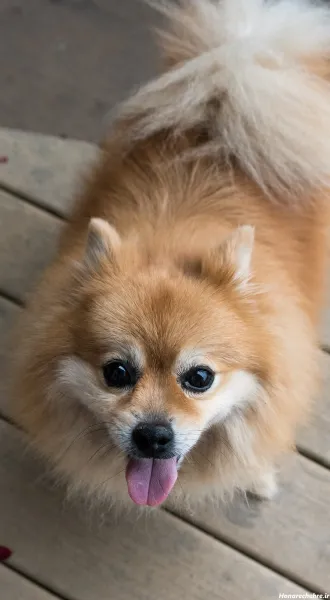  عکس سگهای بامزه و خوشگل