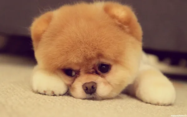  عکس سگهای بامزه و خوشگل