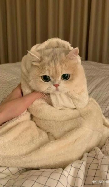  والپیپر حیوانات فانتزی