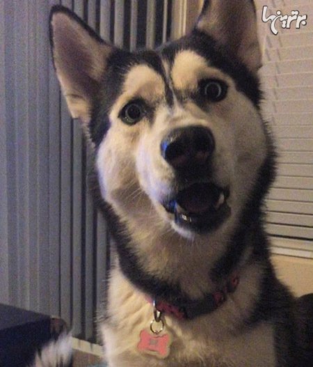 عکس گربه های بامزه و خنده دار