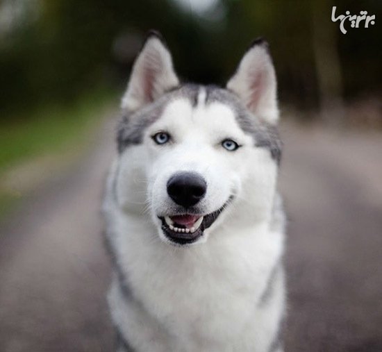  عکس گربه های بامزه و خنده دار