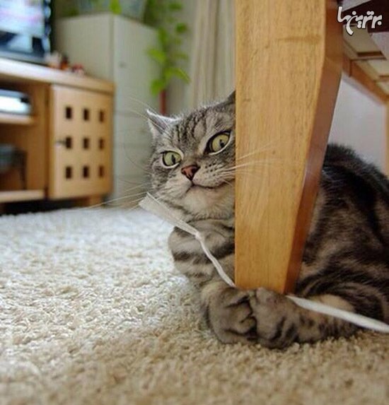  عکس گربه های بامزه و خنده دار