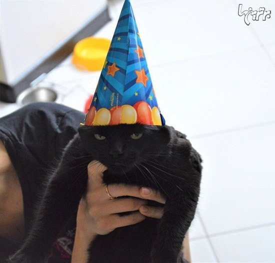  عکس گربه های بامزه و خنده دار