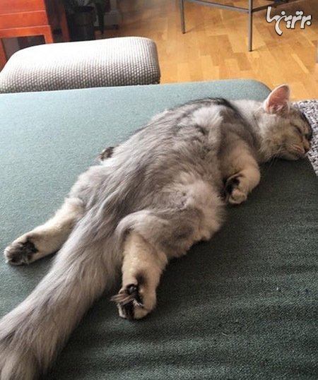  عکس گربه های بامزه و خنده دار